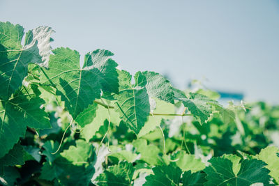 Close-up of fresh green leaves against sky