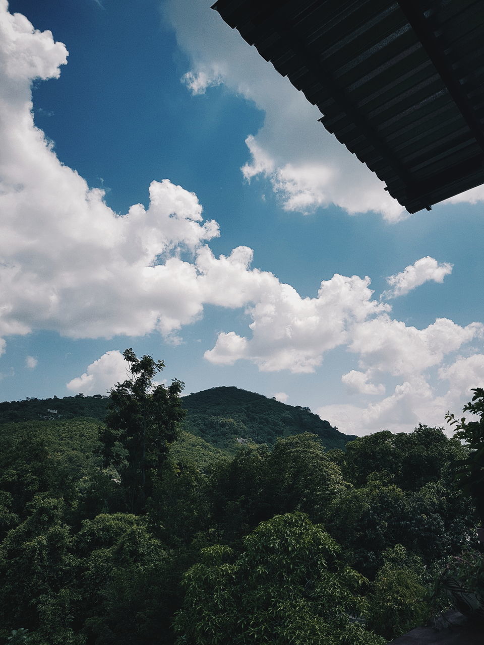 LOW ANGLE VIEW OF TREE AGAINST SKY