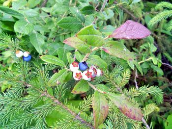 High angle view of butterfly on plant
