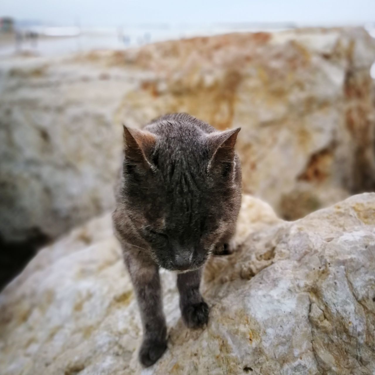 CLOSE-UP OF CAT ON ROCK