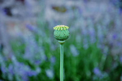 Close-up of opium poppy seed pod