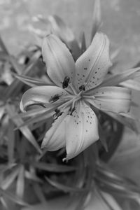 Close-up of day lily blooming outdoors