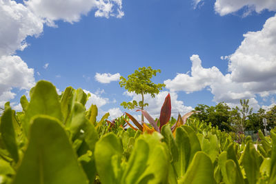 Low angle view of flowering plants against sky