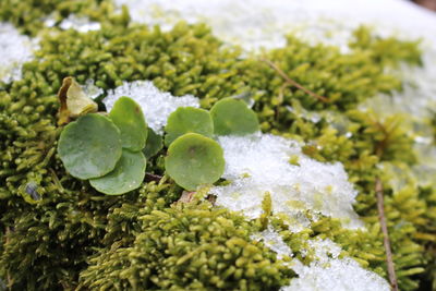 Close-up of snow on plant