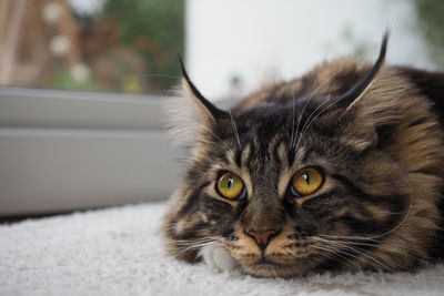 Close-up portrait of cat