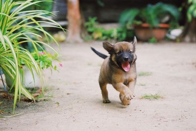 Portrait of dog sticking out tongue on land