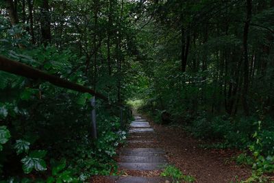 Pathway along trees in forest