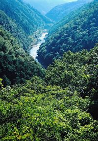 High angle view of lush trees in forest