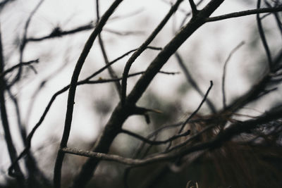 Low angle view of bare tree branches against sky