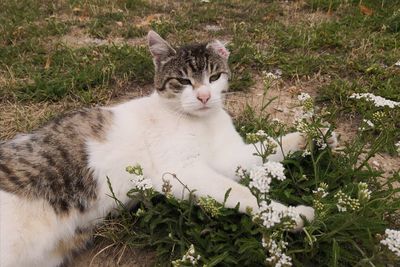 Portrait of kitten on field