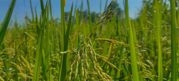 Close-up of crops growing on field