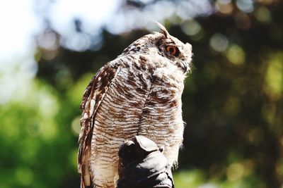 Close-up of owl perching on tree