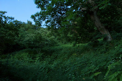 Low angle view of trees in forest against sky