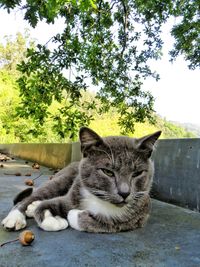 Portrait of cat relaxing on tree