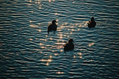 High angle view of ducks swimming in lake