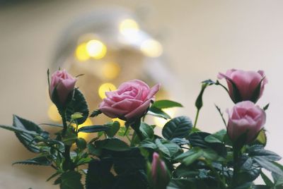 Close-up of pink flowers blooming outdoors