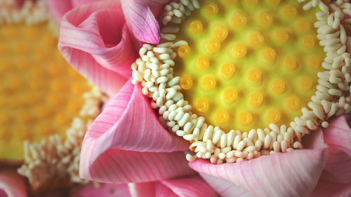 Close-up of hand holding pink flower