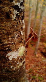 Close-up of tree trunk in forest