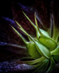 Close-up of insect on leaf