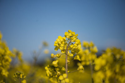 Close-up of fresh yellow flower against clear sky