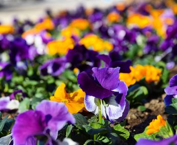 Close-up of purple flowers blooming