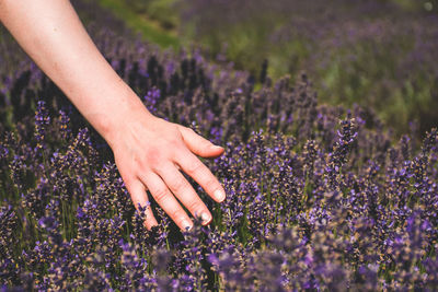 Midsection of woman with purple flowers on field