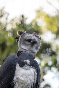 Close-up of a bird looking away