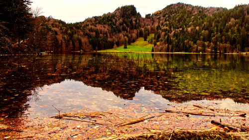 Scenic view of lake in forest during autumn