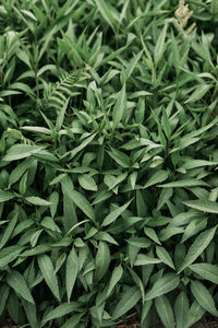Full frame shot of fresh green leaves