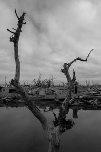 Bare tree by lake against sky