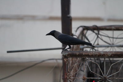 Close-up of bird perching outdoors