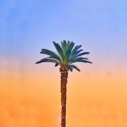 Low angle view of palm tree against sky at sunset