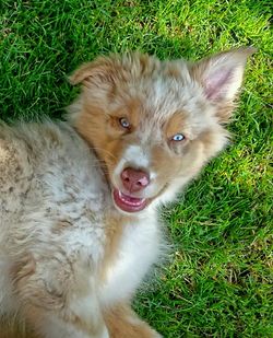 Portrait of dog standing on grassy field