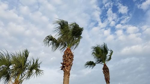 Low angle view of palm tree against sky