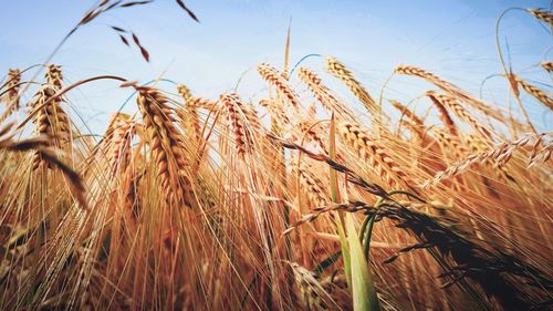 Close-up of wheat field against clear sky