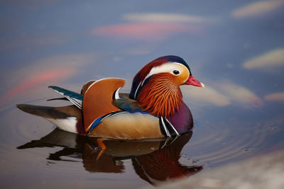 Mandarin duck