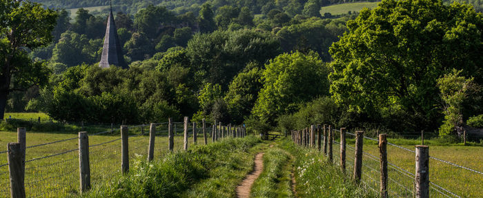 Scenic view of trees growing in forest