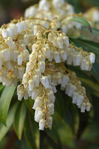 Close-up of white flowering plant