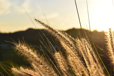 Close-up of stalks in field against sky