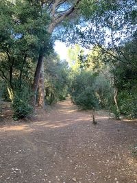 Dirt road amidst trees in forest