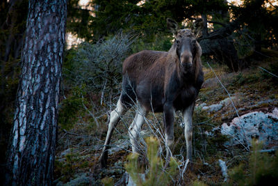 Portrait of deer standing in forest