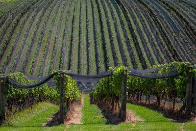 Rows of grape vines in a new zealand vineyard. the vines creating a linear pattern.
