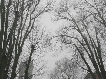 Low angle view of trees against sky