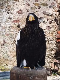 Close-up of bird perching on wall