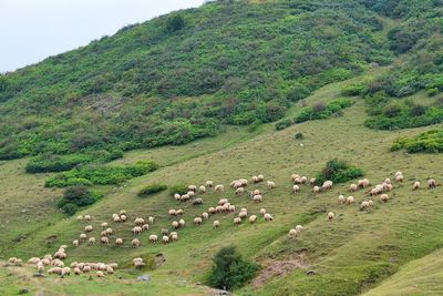 Flock of sheep grazing on field