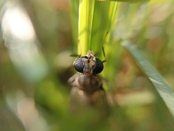 Close-up of insect on plant