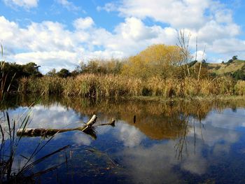 Reflection of trees in water