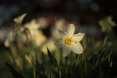 Close-up of white flowering plant