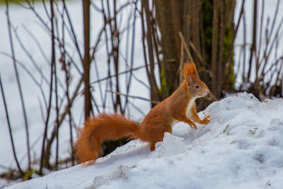 Red squirrel in snow