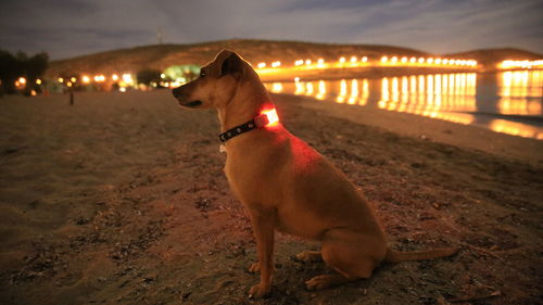 Dog on illuminated shore against sky at night